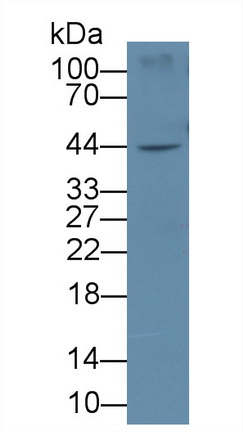 MAB190Hu23.jpg