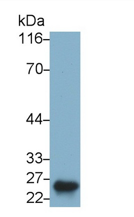 MAB191Hu23.jpg