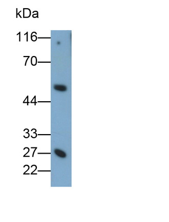 MAB209Mu23.jpg