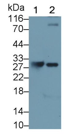 MAB209Mu27.jpg