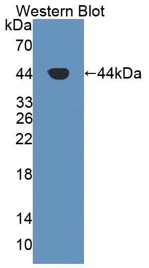 MAB214Hu21.jpg