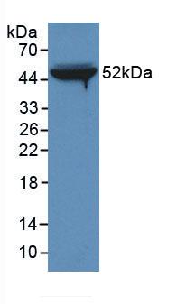 MAB215Hu21.jpg