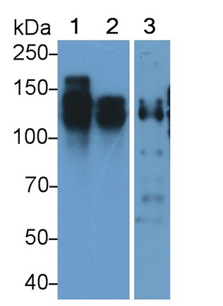 MAB225Hu21.jpg