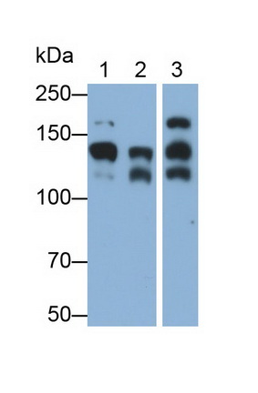 MAB225Hu25.jpg