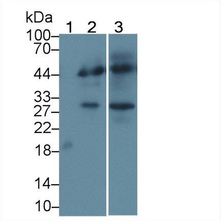 MAB230Hu23.jpg