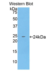 MAB231Hu21.jpg