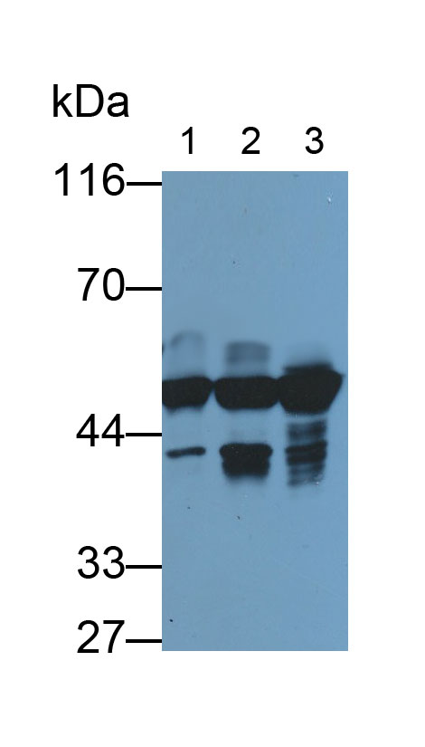 MAB231Hu25.jpg