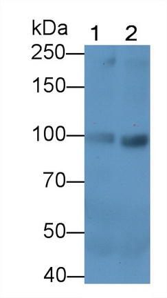 Monoclonal Antibody to Plasminogen (Plg)