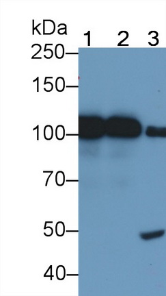 MAB236Hu25.jpg