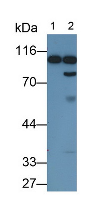 MAB236Ra21.jpg