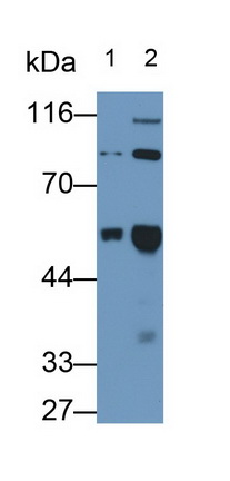 Monoclonal Antibody to Plasminogen (Plg)