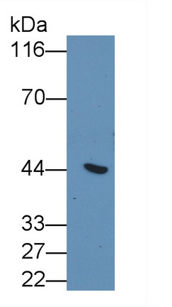 MAB239Hu23.jpg