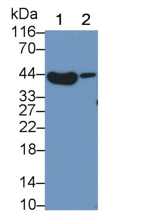 MAB239Hu27.jpg