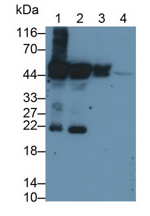 MAB240Hu21.jpg