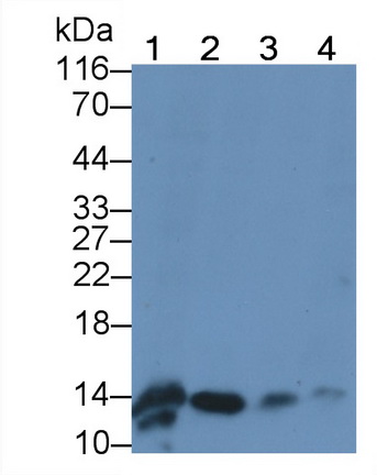 Monoclonal Antibody to Heart-type Fatty Acid Binding Protein (H-FABP)