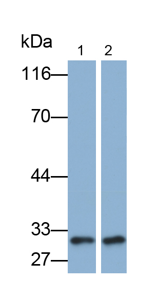 MAB249Hu22.jpg