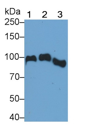 Monoclonal Antibody to Angiostatin (ANG)