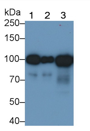 MAB254Hu22.jpg