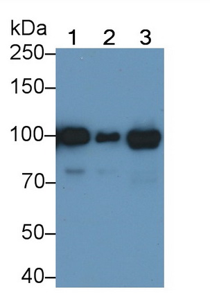 MAB254Hu23.jpg