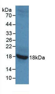 MAB258Ra21.jpg