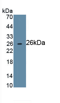 MAB261Hu22.jpg