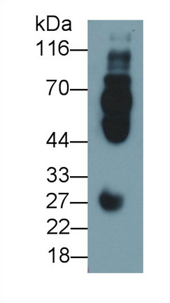 MAB271Hu26.jpg