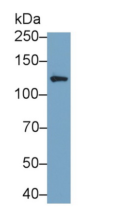 MAB282Hu22.jpg