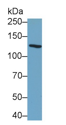 MAB282Hu23.jpg