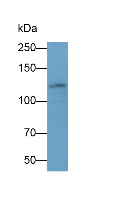 MAB282Hu24.jpg