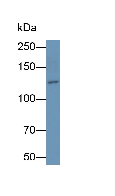 MAB282Hu25.jpg