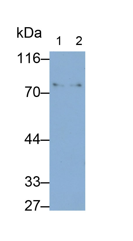 MAB305Hu23.jpg