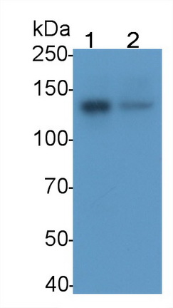 MAB333Hu21.jpg