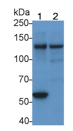 MAB333Hu22.jpg