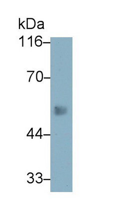 MAB337Hu27.jpg