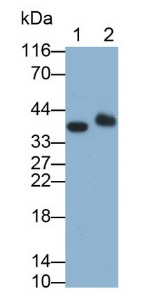 MAB340Hu25.jpg