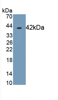 MAB345Hu22.jpg