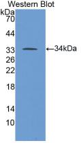 MAB355Hu21.jpg