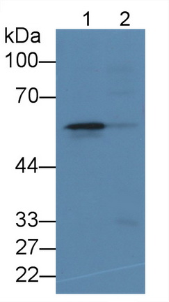 MAB355Hu22.jpg