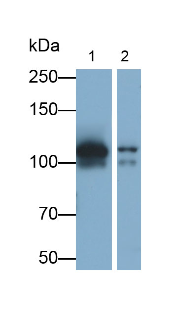 MAB366Hu27.jpg