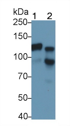 MAB366Ra22.jpg