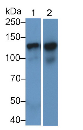 MAB366Ra23.jpg