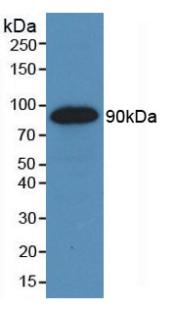 MAB367Hu22.jpg