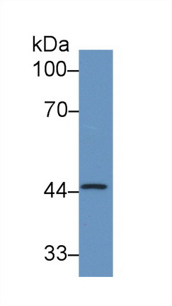 MAB372Hu22.jpg