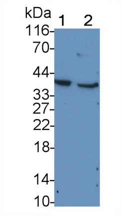 MAB382Hu24.jpg