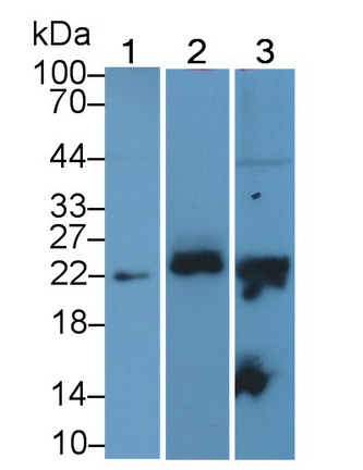 MAB388Hu22.jpg