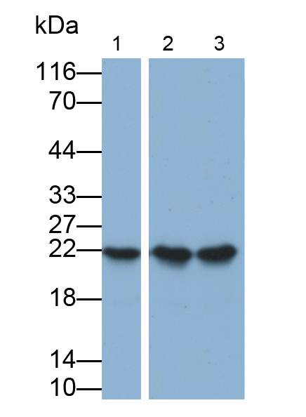 MAB388Hu24.jpg