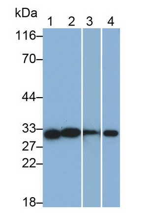 MAB404Hu23.jpg