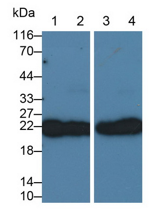 MAB404Ra21.jpg