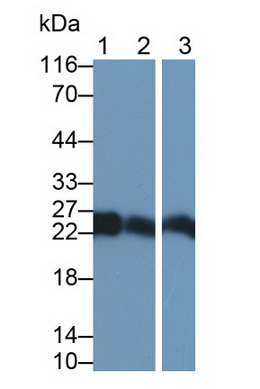 MAB404Ra23.jpg