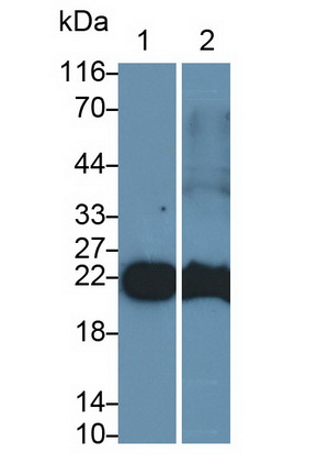 MAB404Ra24.jpg